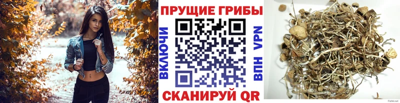 продажа наркотиков  Гай  Псилоцибиновые грибы Psilocybe 