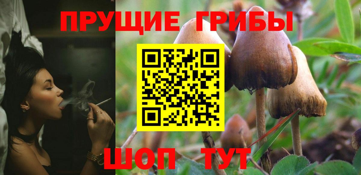 Псилоцибиновые грибы Psilocybe  Вход с VPN  Гай 